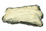 Mammoth Molar Slice With Case - South Carolina #291205-1